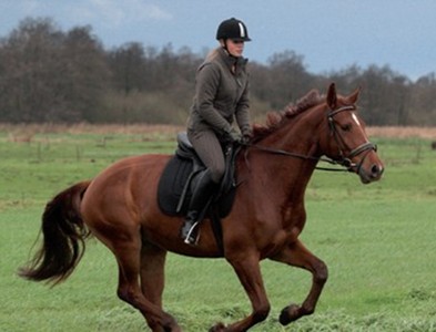 Voor de weide Voor de weide